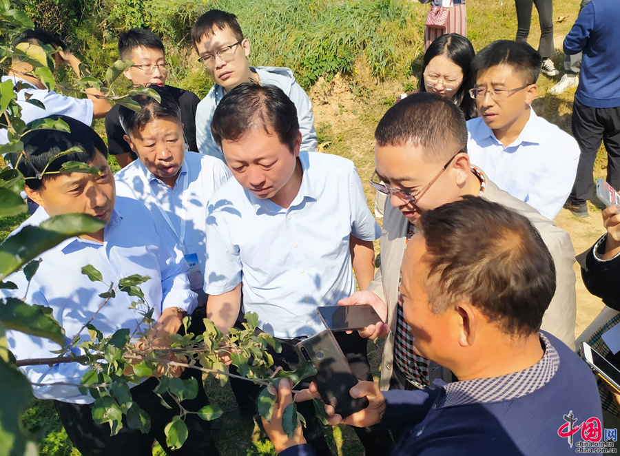 [Китайская мечта – Любовь к Хуанхэ] Яблоки помогают фермерам из уезда Цзисянь провинции Шаньси освободиться от бедности и увеличить доходы